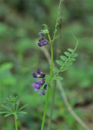 Attēlu rezultāti vaicājumam “Vicia sepium flower”