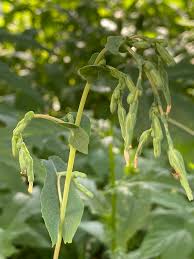 Attēlu rezultāti vaicājumam “Lactuca sativa flower”