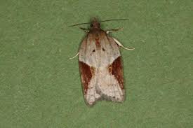 Attēlu rezultāti vaicājumam “Acleris laterana”