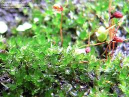 Attēlu rezultāti vaicājumam “Leptobryum pyriforme sporophyte”