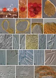 Attēlu rezultāti vaicājumam “Nectria sp., Neonectria sp.”