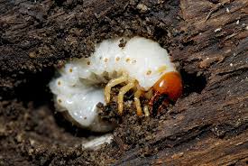 Attēlu rezultāti vaicājumam “Therevidae larva”