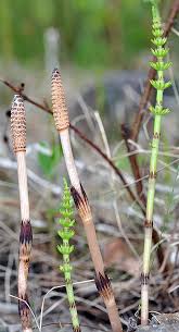 Attēlu rezultāti vaicājumam “Equisetum arvense”