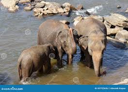 Image result for pinawella