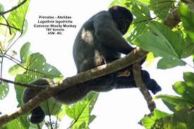 Attēlu rezultāti vaicājumam “Hemitrichia leiotricha macro”