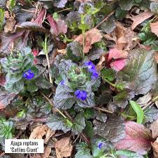 Attēlu rezultāti vaicājumam “Ajuga genevensis leaf”