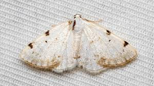 Attēlu rezultāti vaicājumam “Lomographa bimaculata”