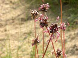 Attēlu rezultāti vaicājumam “Allium oleraceum flower”