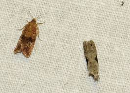 Attēlu rezultāti vaicājumam “Agonopterix hypericella imago”