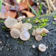 Attēlu rezultāti vaicājumam “Neobulgaria pura”