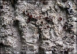 Attēlu rezultāti vaicājumam “Lecanora allophana”