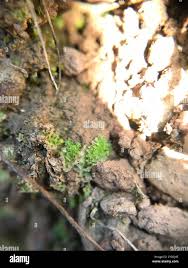Attēlu rezultāti vaicājumam “Fossombronia wondraczekii spores”