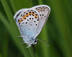 Attēlu rezultāti vaicājumam “Plebejus argus”