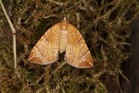 Attēlu rezultāti vaicājumam “Eulithis testata”