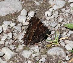 Attēlu rezultāti vaicājumam “Euphydrias aurinia upperside”