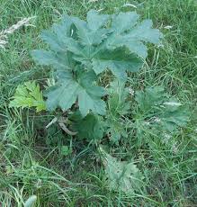 Attēlu rezultāti vaicājumam “Heracleum sphondylium subsp. sibiricum fruit”