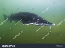 Image result for Huso fulvescens