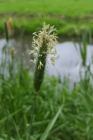 Attēlu rezultāti vaicājumam “Alopecurus pratensis flower”