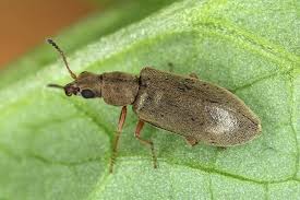 Attēlu rezultāti vaicājumam “Dasytidae”