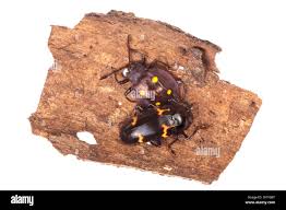 Attēlu rezultāti vaicājumam “Erotylidae”