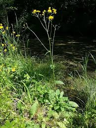 Attēlu rezultāti vaicājumam “Crepis paludosa”