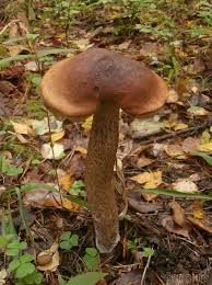 Attēlu rezultāti vaicājumam “Leccinum vulpinum”