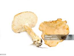 Attēlu rezultāti vaicājumam “Hydnum rufescens”