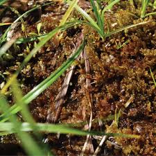 Attēlu rezultāti vaicājumam “Palustriella falcata”