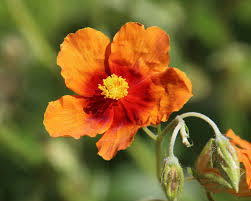 Attēlu rezultāti vaicājumam “Helianthemum nummularium leaf”