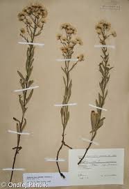 Attēlu rezultāti vaicājumam “Erigeron acris”