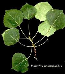 Attēlu rezultāti vaicājumam “Populus x petrowskyana leaf”