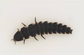 Attēlu rezultāti vaicājumam “Lampyris noctiluca”