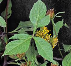Attēlu rezultāti vaicājumam “Bidens tripartita leaf”