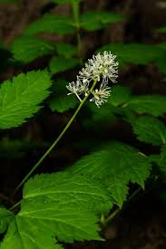 Attēlu rezultāti vaicājumam “Actaea spicata fruit”