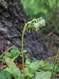 Attēlu rezultāti vaicājumam “Orthilia secunda fruit”