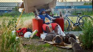 Image result for cat man