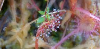 Attēlu rezultāti vaicājumam “Drosera rotundifolia flower”