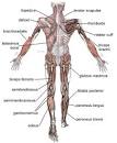 Muscle - Wikipedia, the free encyclopedia