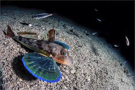 Image result for Chelidonichthys cuculus