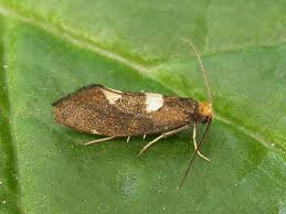 Attēlu rezultāti vaicājumam “Incurvaria oehlmanniella”