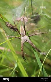 Attēlu rezultāti vaicājumam “Pisaura mirabilis female”