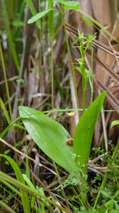 Attēlu rezultāti vaicājumam “Liparis loeselii flower”