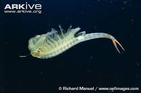 Attēlu rezultāti vaicājumam “Trioza dispar nymph”