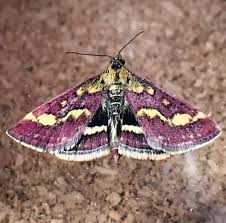 Attēlu rezultāti vaicājumam “Pyrausta purpuralis”