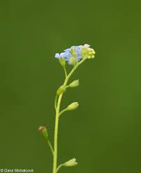 Attēlu rezultāti vaicājumam “Myosotis laxa subsp. baltica”