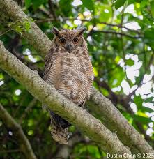 Attēlu rezultāti vaicājumam “Bubo bubo adult”