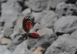 Image result for Tichodroma muraria