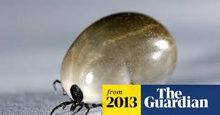 Attēlu rezultāti vaicājumam “Ixodes”