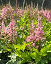 Image result for Astilbe