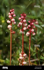 Attēlu rezultāti vaicājumam “Pyrola rotundifolia flower”